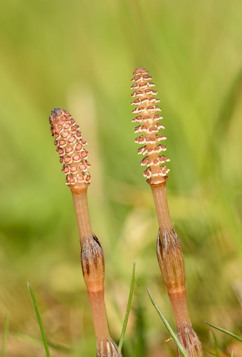 Fotobanka s bezplatnými fotkami na tému alternatívna medicína, arvense, botanický