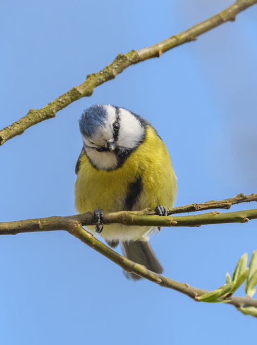 Eurasian blue tit (Cyanistes caeruleus) bird on branch