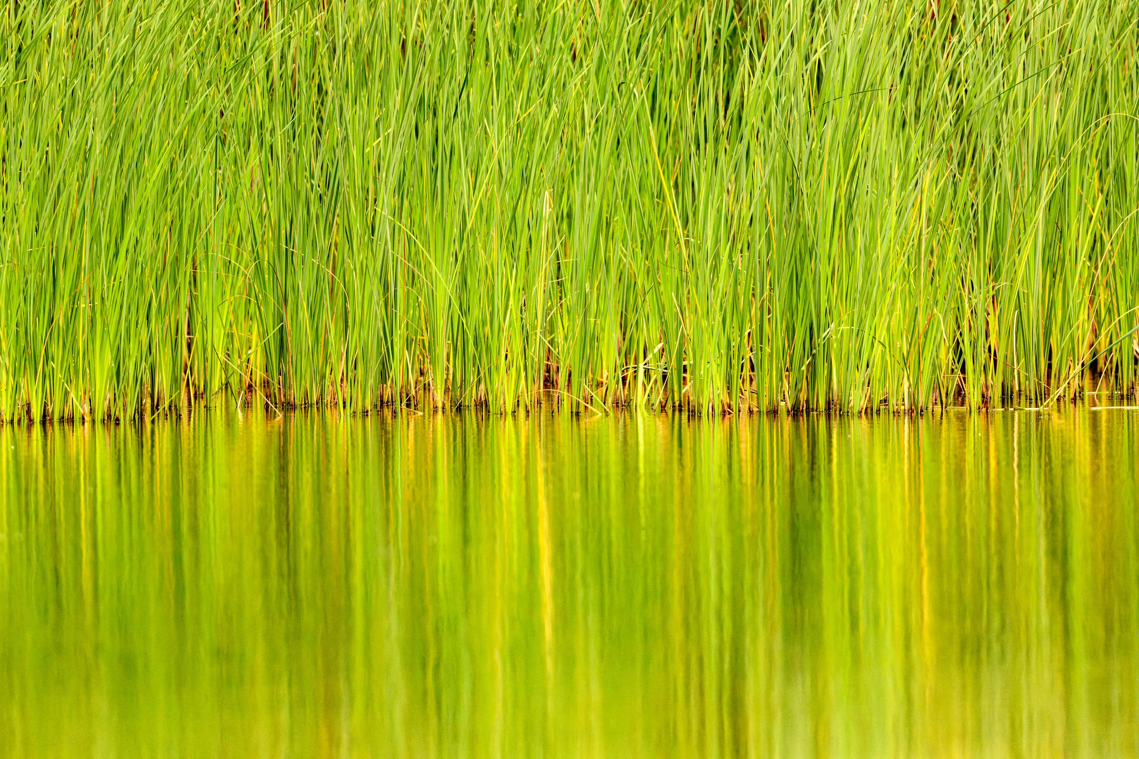 Lake Rushes Green Rushes on Lake · Free Stock Photo
