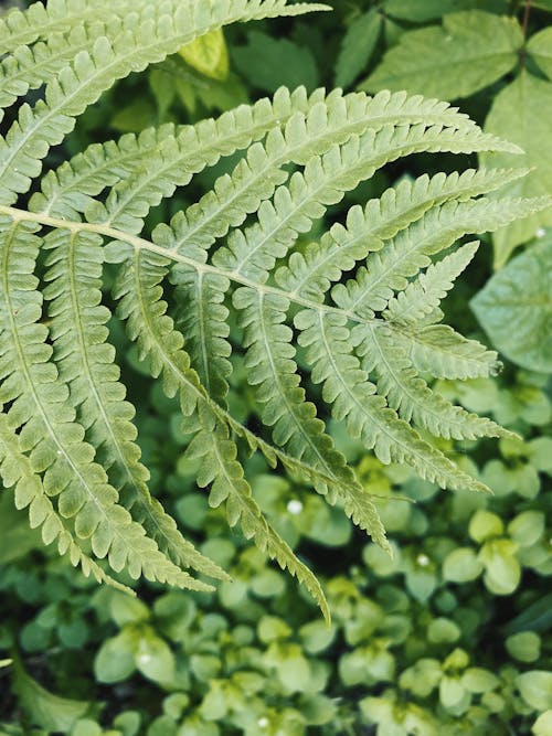 蕨类植物