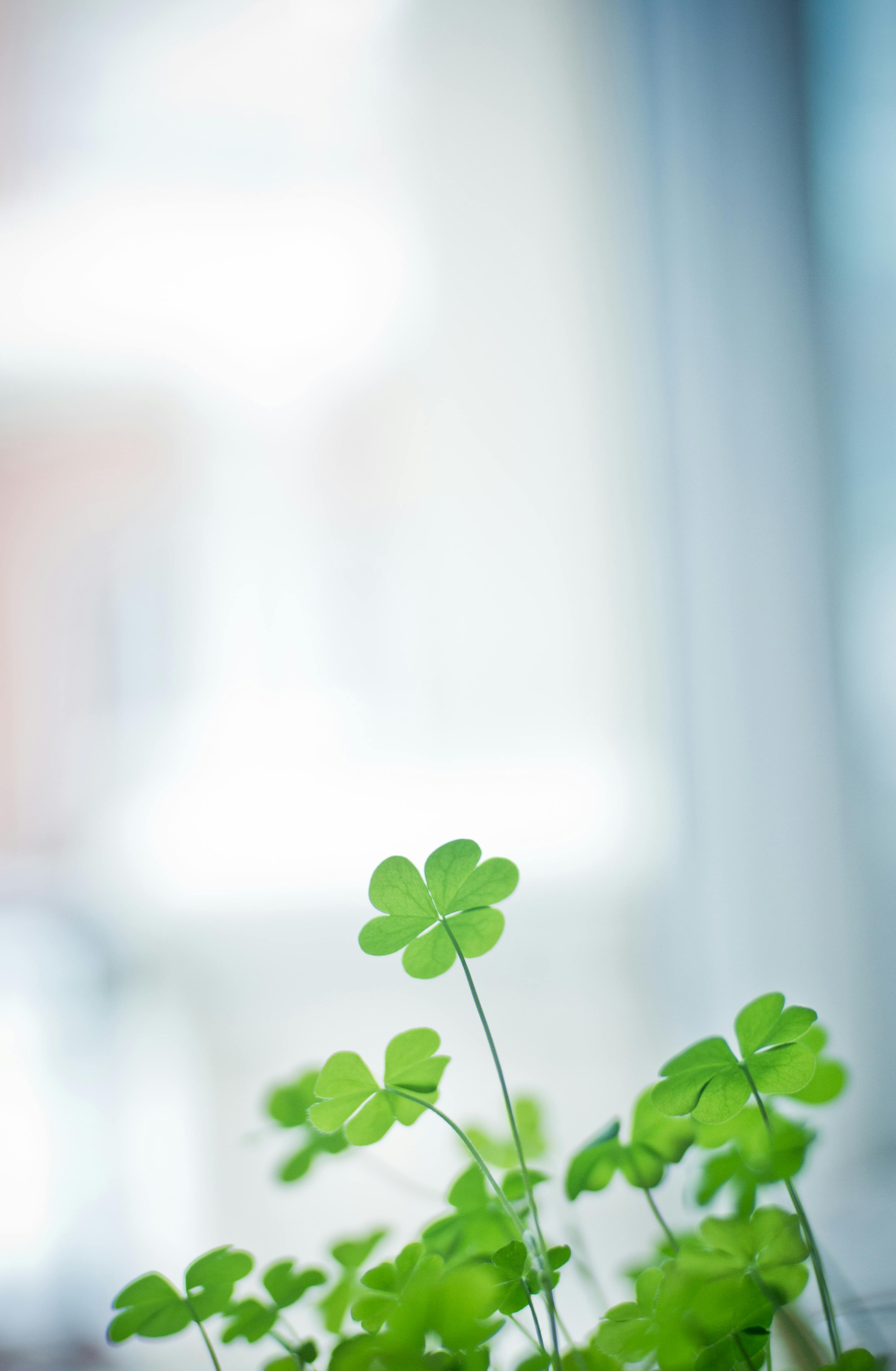 Close-up of fresh green clover leaves in soft natural light, showcasing nature's beauty.