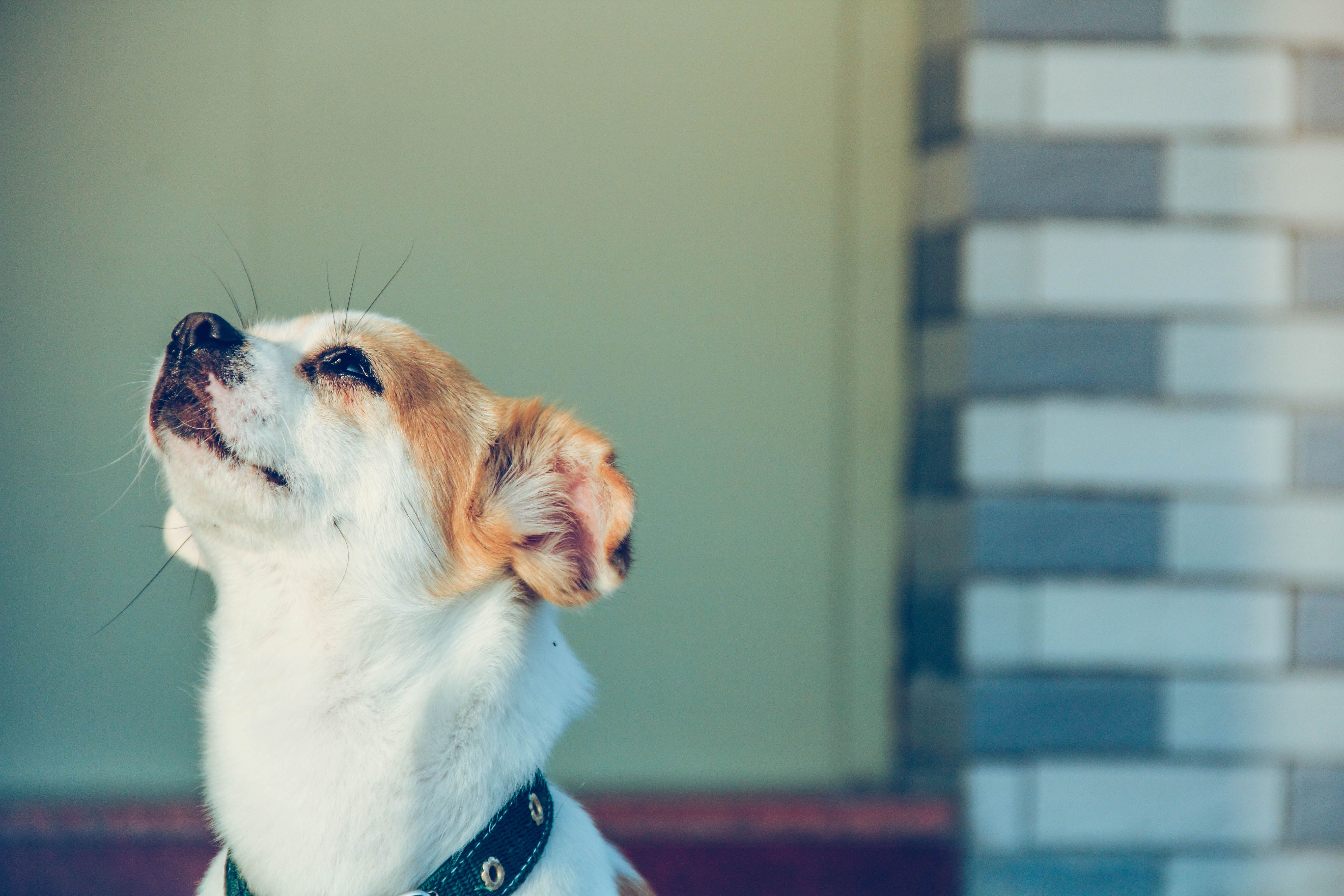 pet care pet health — Photo by ivi nnnnnn on Pexels