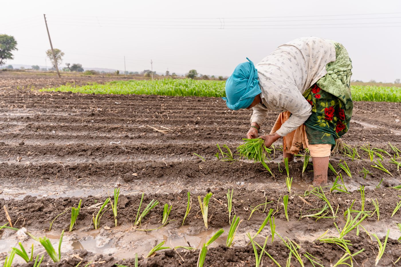 Farmer planting rice in an irrigated field