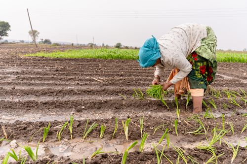 Free South Asian farmer working in irrigated field planting rice seedlings in Nagpur, India. Stock Photo