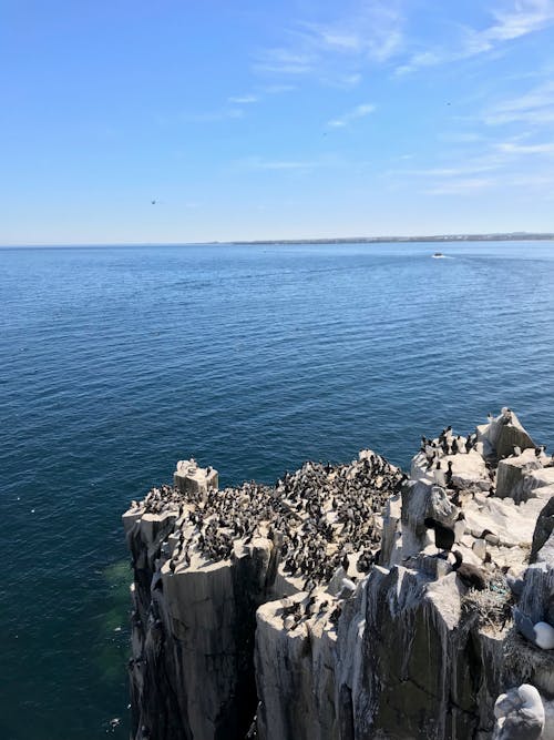 Základová fotografie zdarma na téma jaderské moře, kameny, pobřeží