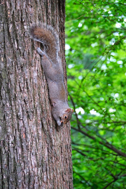 Squirrel on Tree