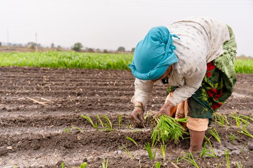 Free A farmer planting crops in a rural Nagpur field, capturing traditional agriculture in India. Stock Photo
