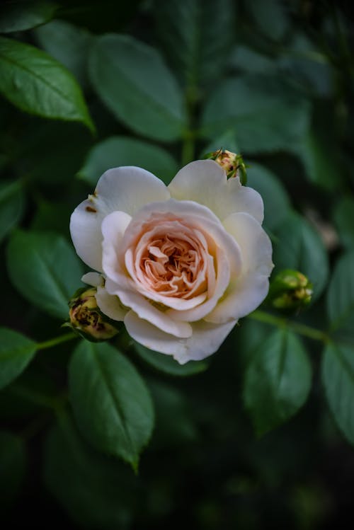 Eine langsam erblühende Rose