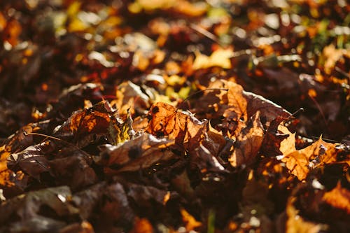 Dried Up Maple Leafs on Ground Selective Focus Photography