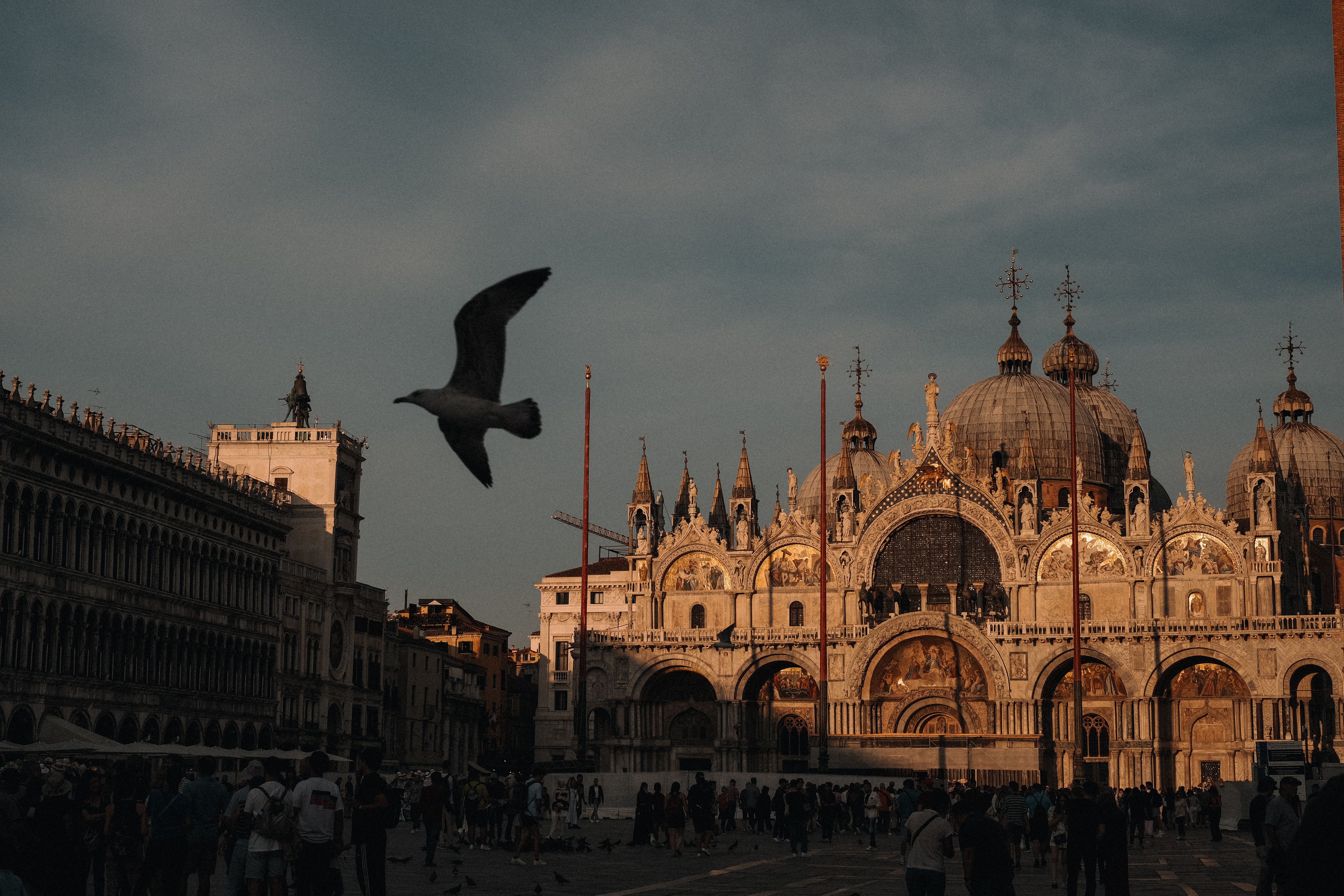 Seagull flying over St. Mark's Basilica in Venice at dusk, iconic landmark.