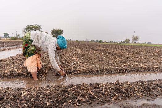 A farmer tending to irrigation channels in a rural Indian field during summer.