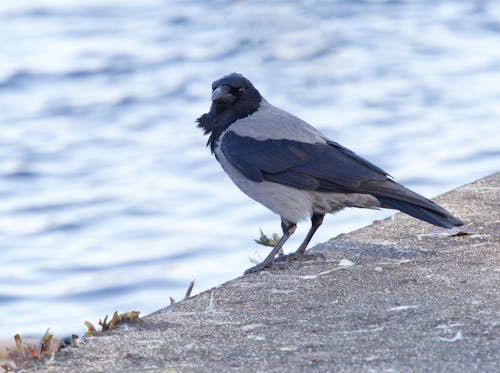 Kostnadsfri bild av djurfotografi, fågel, havsstrand