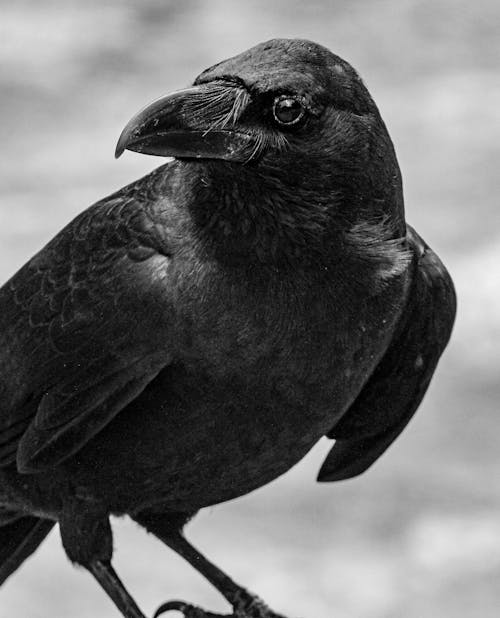 Foto profissional grátis de ave, corvo, fechar-se