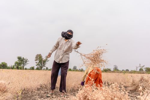 Free Farmers in Nagpur, India, harvesting crops in a rural field under a cloudy sky. Stock Photo