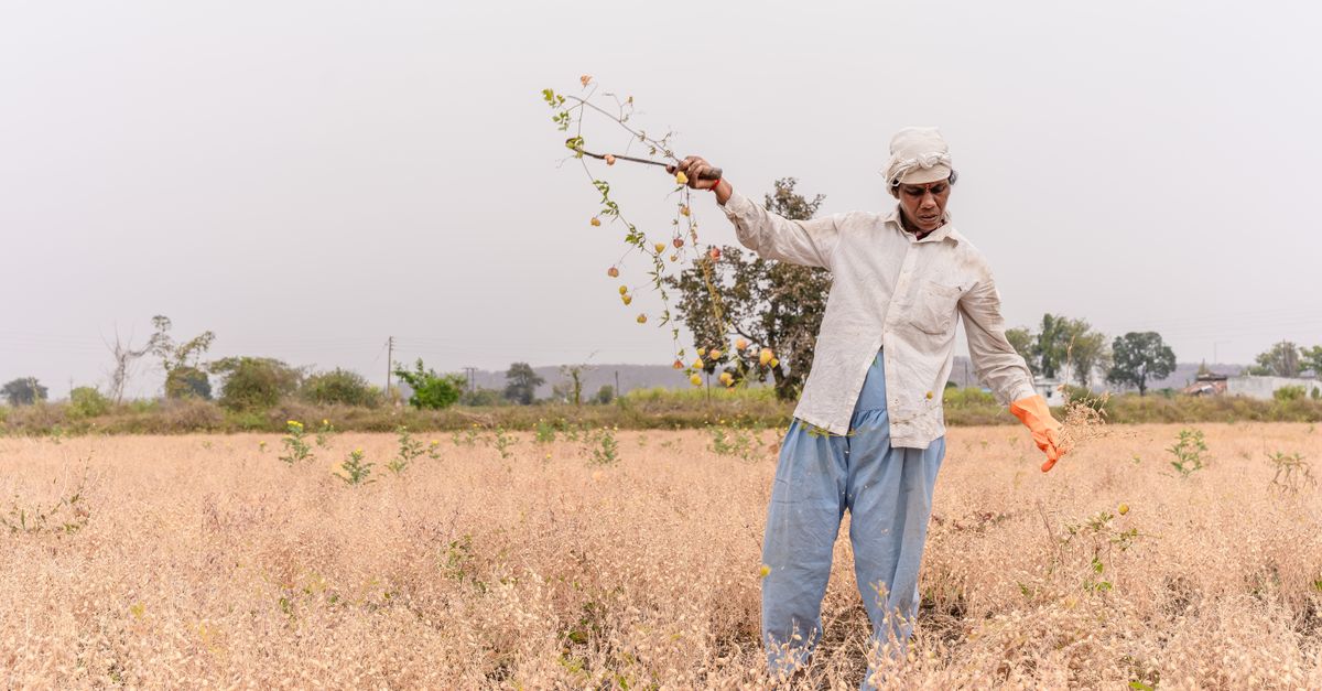 farmer standing in dry cracked field with failed crops