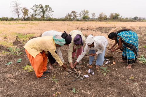 Free Indian farmers cultivating in a rural field in Nagpur, MH, India. Stock Photo