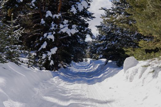 Idyllic snowy trail in a winter forest in Kars, Türkiye, lined with evergreen trees and fresh snow.