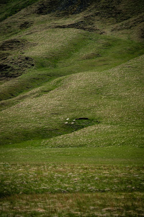 Kostnadsfri bild av grässlätt, grön, kulle