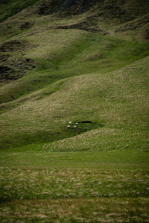 Darmowe zdjęcie z galerii z krajobraz, natura, pionowy strzał