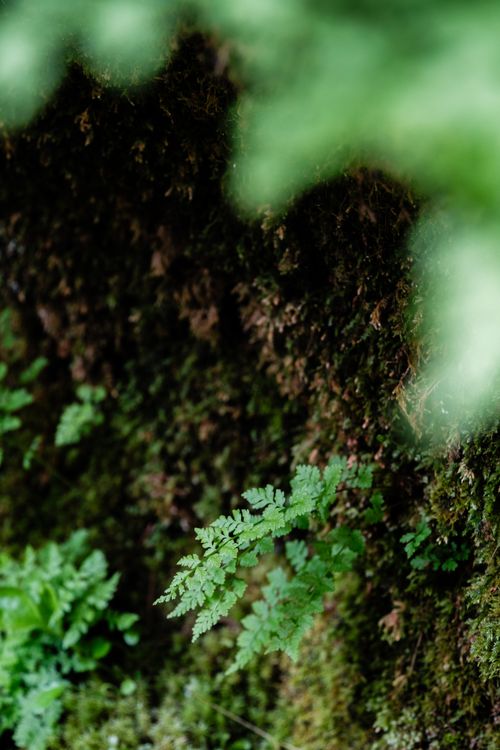 Free A close-up view of vibrant green ferns growing on a moss-covered forest ground, capturing the essence of nature's tranquility. Stock Photo