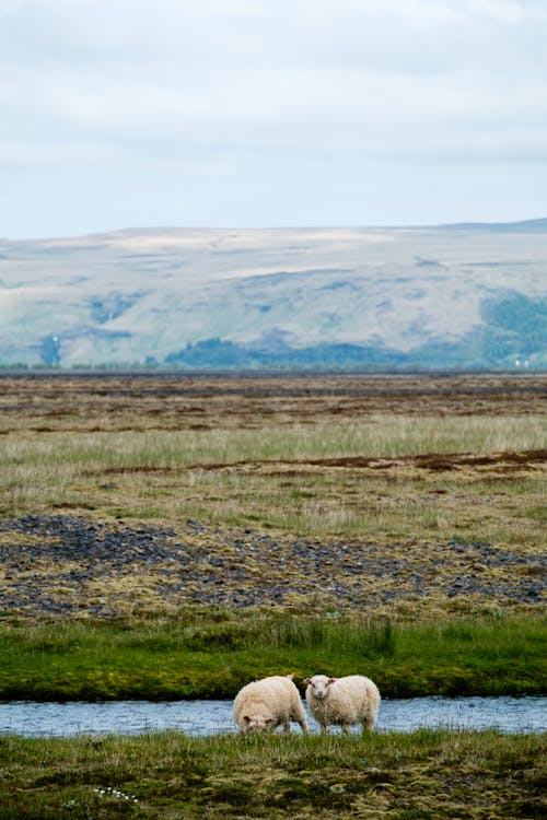 Two sheep standing in a field near a river