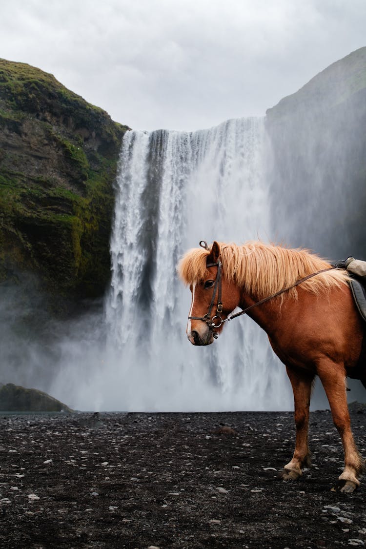 Horse Near Waterfall