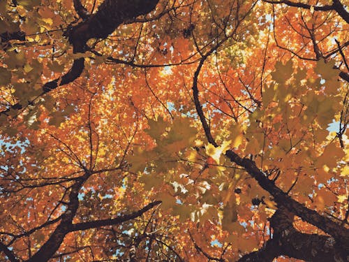 Бесплатное стоковое фото с апельсин, Осенний лес настроение, падающие листья
