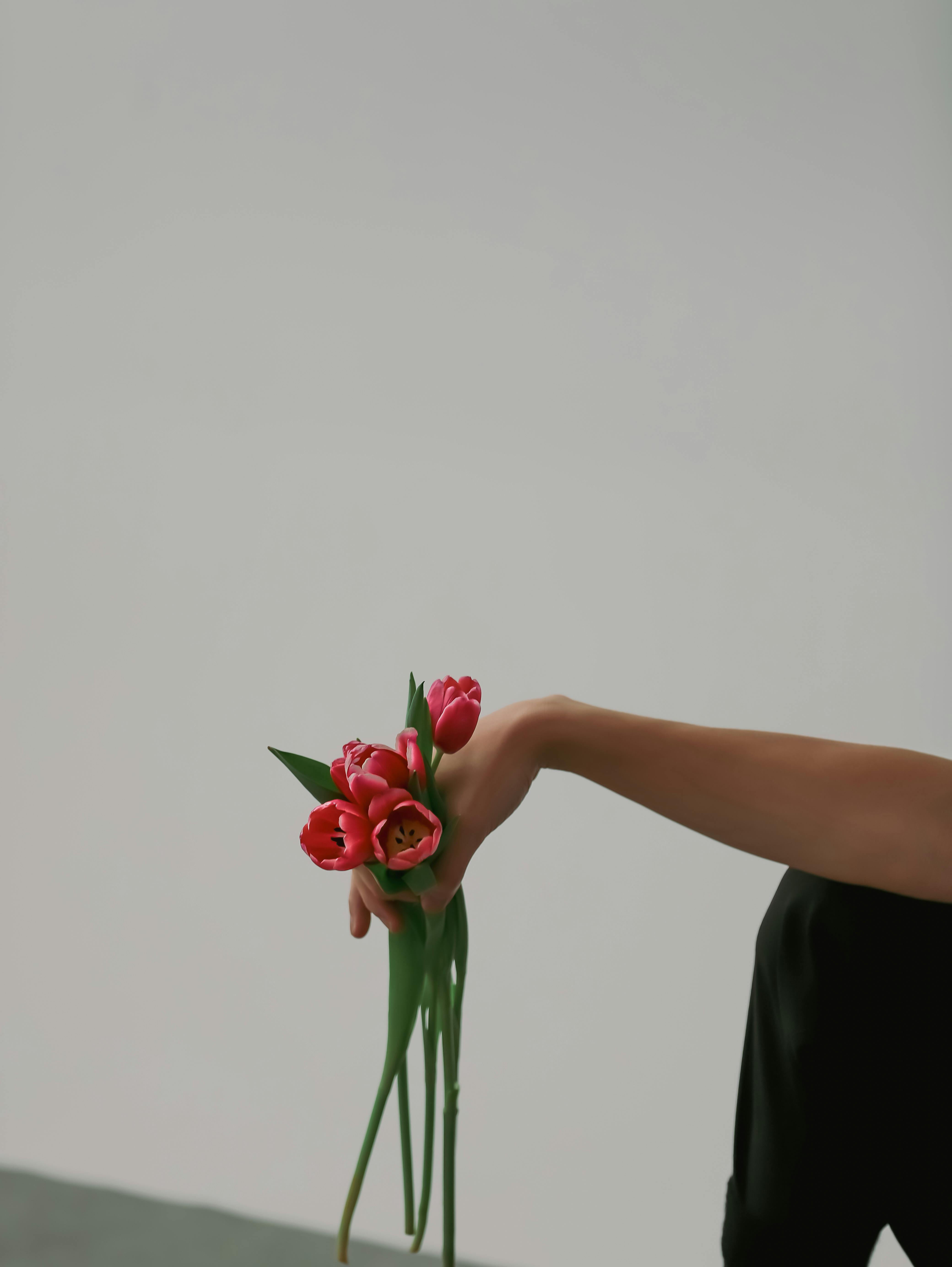 A minimalistic photo of a hand gently holding pink tulips against a neutral background.