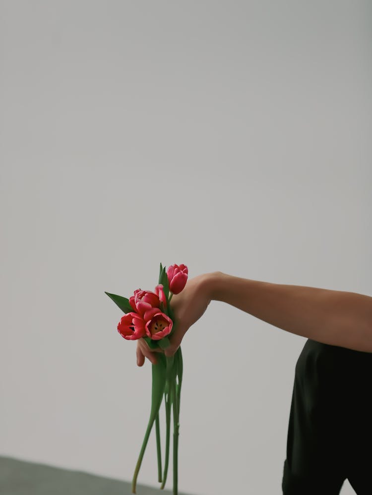 Woman Holding Pink Tulips 