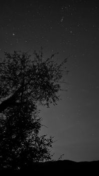 Silhouette of a tree against a star-filled night sky in Saudi Arabia, capturing natural beauty.