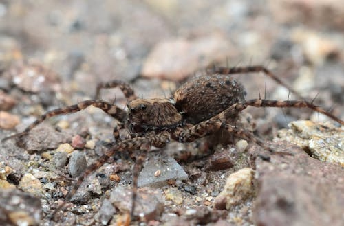 거미, 매크로의 무료 스톡 사진