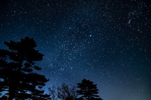 A night sky with stars and trees in the background