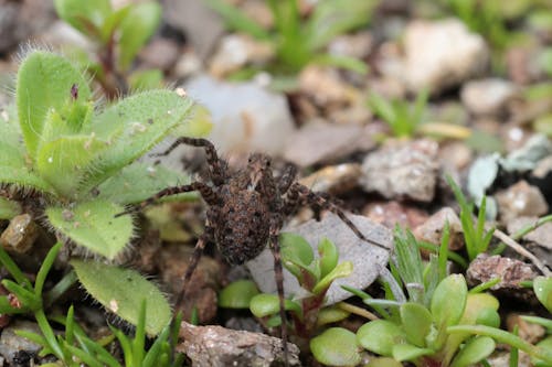 Photos gratuites de araignée, macro