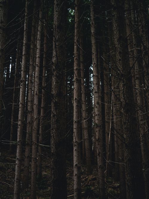 Free Tall trees forming a dark, dense woodland in Tuscany, Italy, offering a mysterious atmosphere. Stock Photo