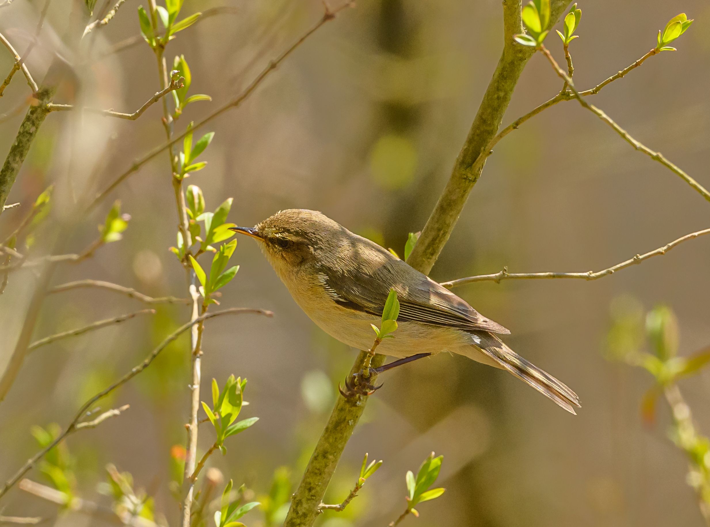 A Bird Japan Knew for 100 Years Was Secretly Two All Along
