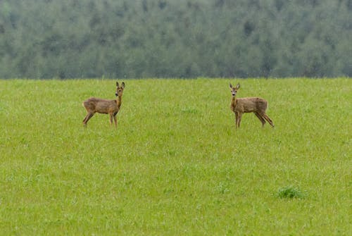 Photos gratuites de cerf, clairière, faune