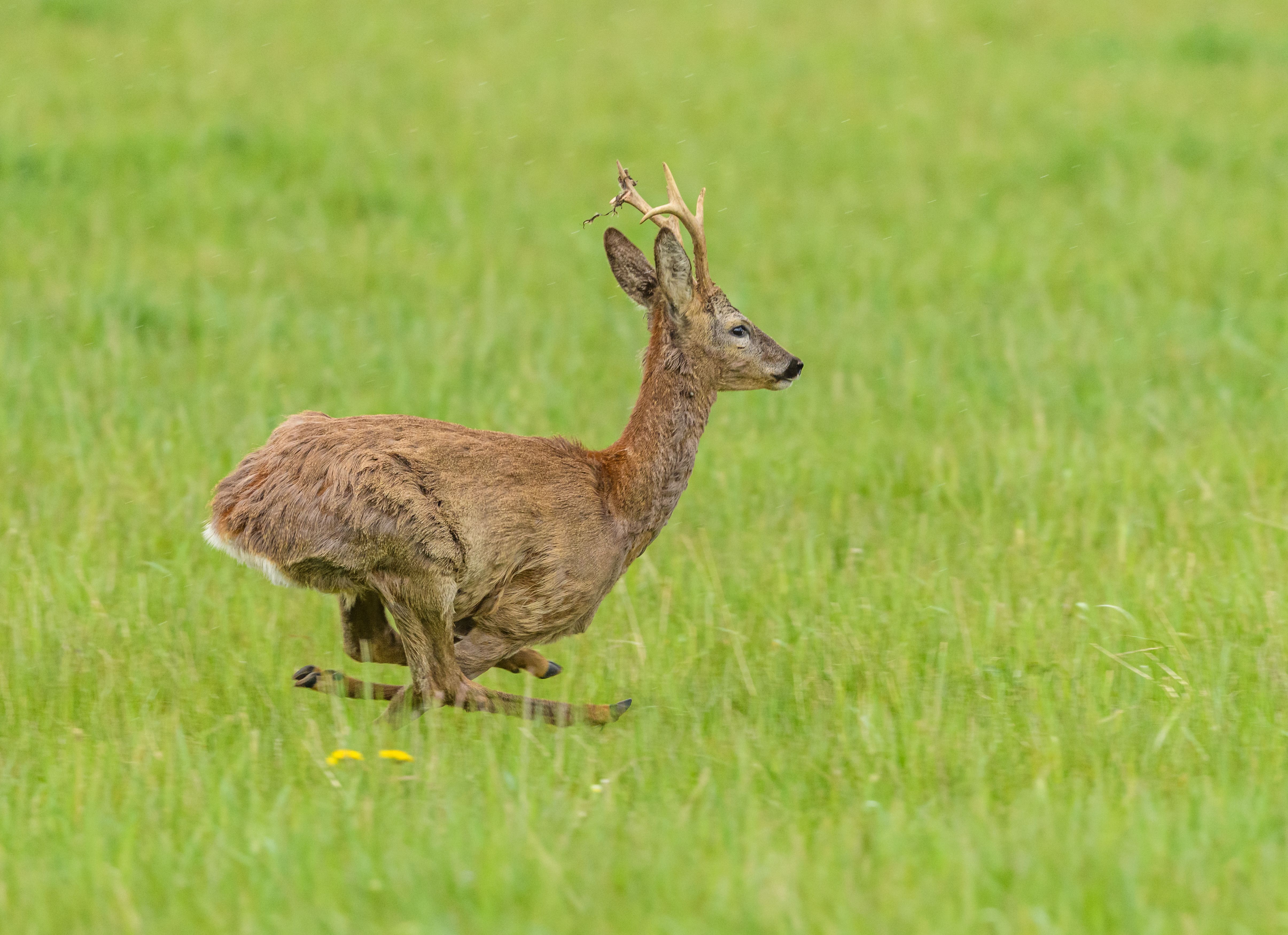 免費 capreolus capreolus, 充滿活力, 動態 的 免費圖庫相片 圖庫相片