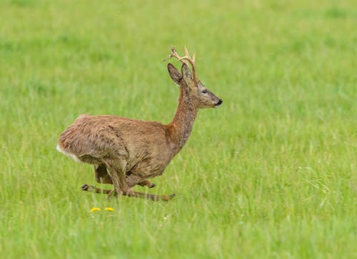 A deer running through a field with grass