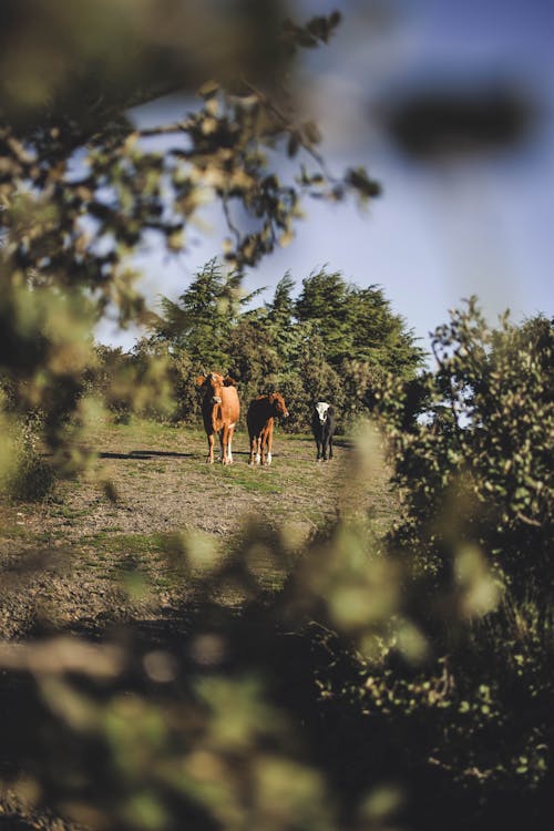 Cavallo Marrone