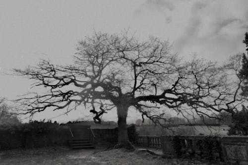 Darmowe zdjęcie z galerii z ciemny, drzewo, gotycki