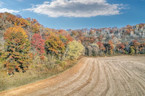 Kostenloses Stock Foto zu bäume, feldweg, herbst