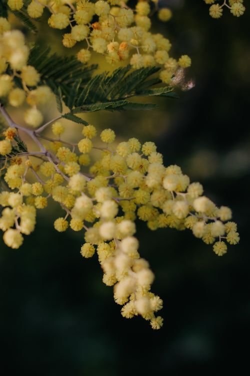 Free Vibrant yellow mimosa flowers blooming against a dark green background. Stock Photo
