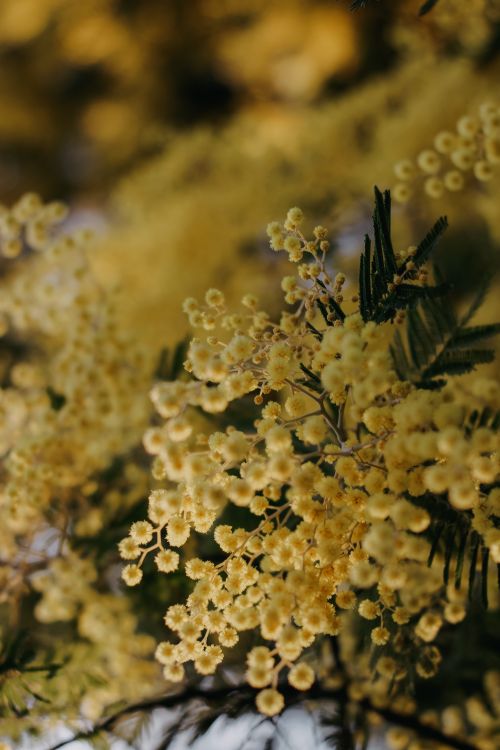 Free Delicate yellow mimosa flowers blooming in springtime with soft lighting. Stock Photo