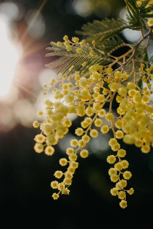 Free A close-up image of yellow mimosa flowers in bloom, captured in warm sunlight. Stock Photo