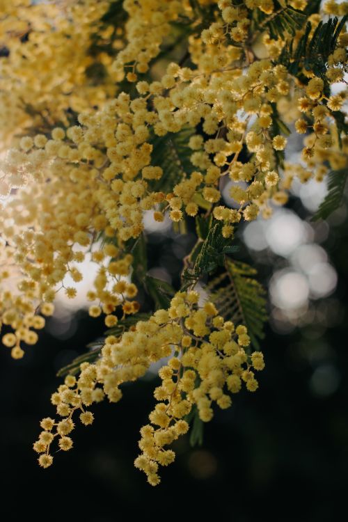 Free Beautiful yellow mimosa flowers in full bloom, capturing the essence of spring. Stock Photo