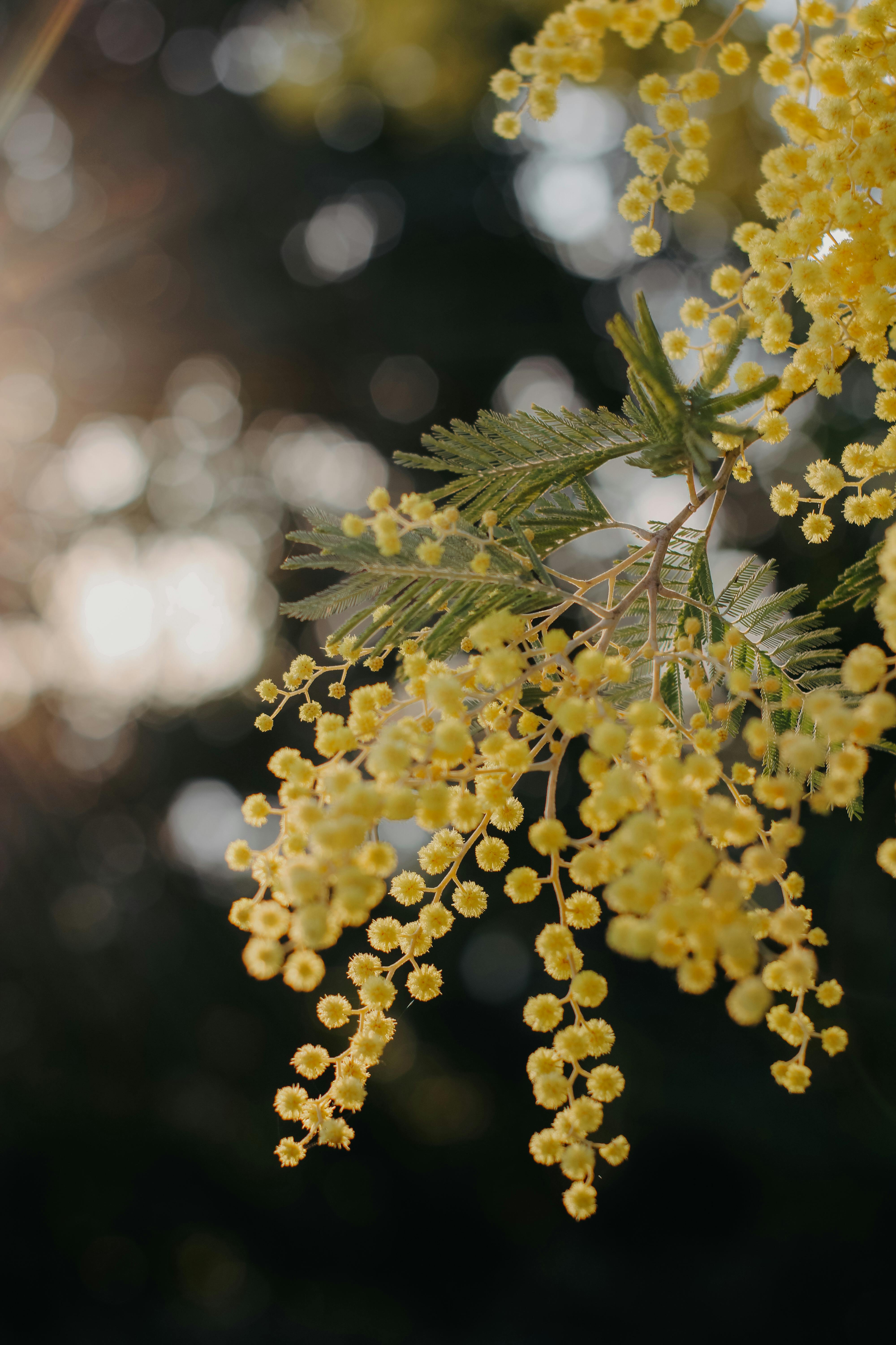 Close-up of vibrant yellow acacia flowers in a sunlit garden setting.