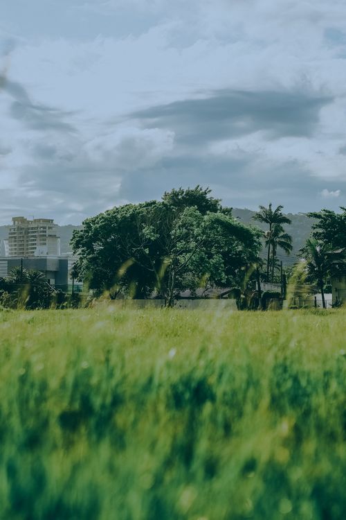 Free Peaceful green park with trees and distant city buildings under a cloudy sky. Stock Photo