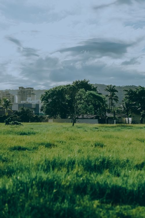 Free A serene view of a lush park with trees and distant buildings under a cloudy sky. Stock Photo