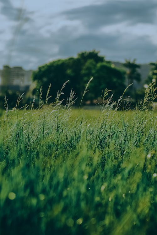 A grassy field with a cloudy sky in the background