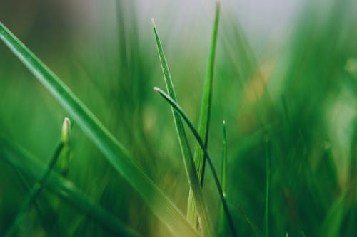 Free Green Grass Leaf Stock Photo
